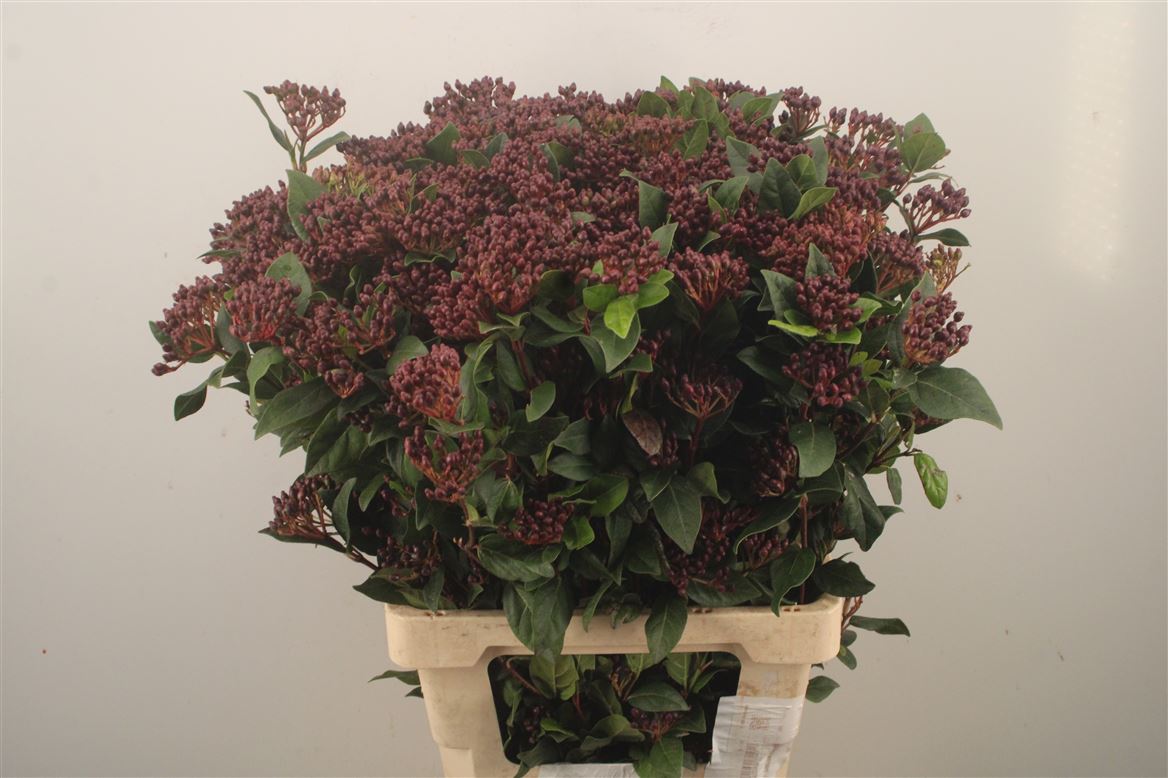 Viburnum Tinus 70cm
