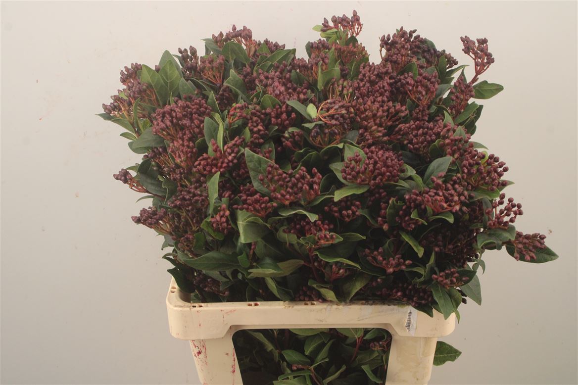 Viburnum Tinus 60cm