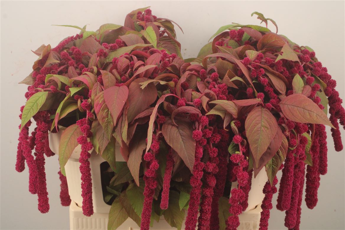 Amaranthus Caudatus Rosary 75cm