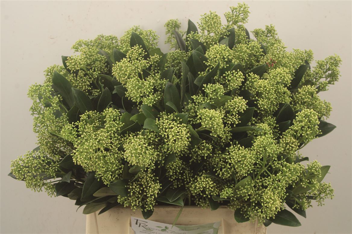 Skimmia Japonica Yuki Per Bunch 45cm