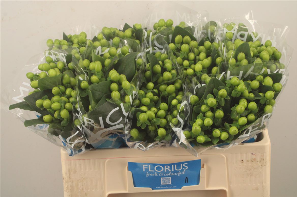 Hypericum Coco Bamboo 50cm