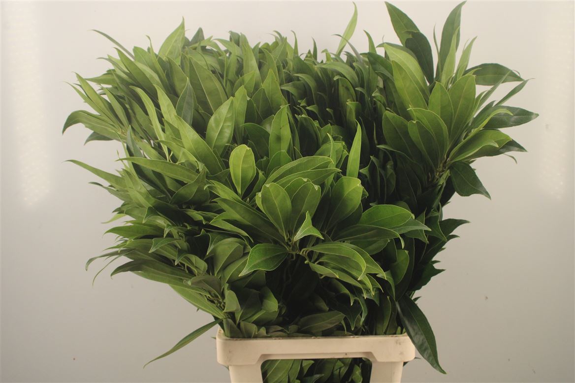Cocculus Laurifolius Per Bunch 65cm