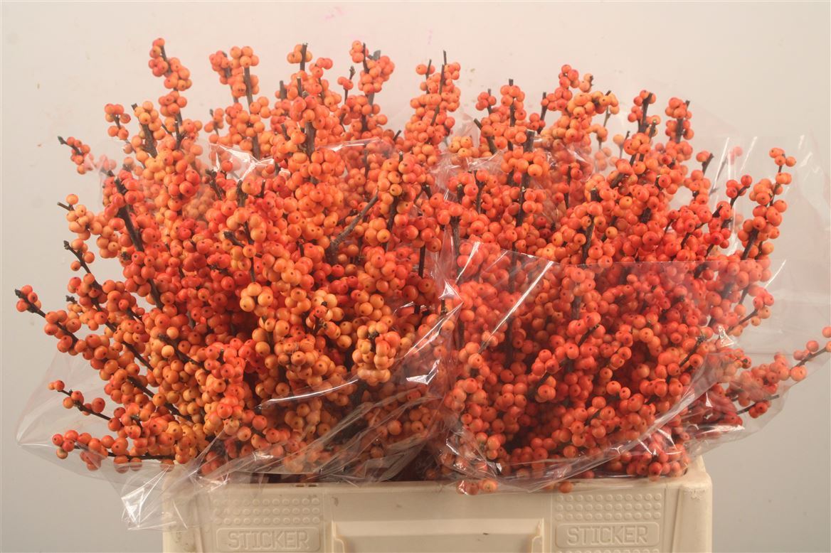 Ilex Verticillata Winter Gold 60cm