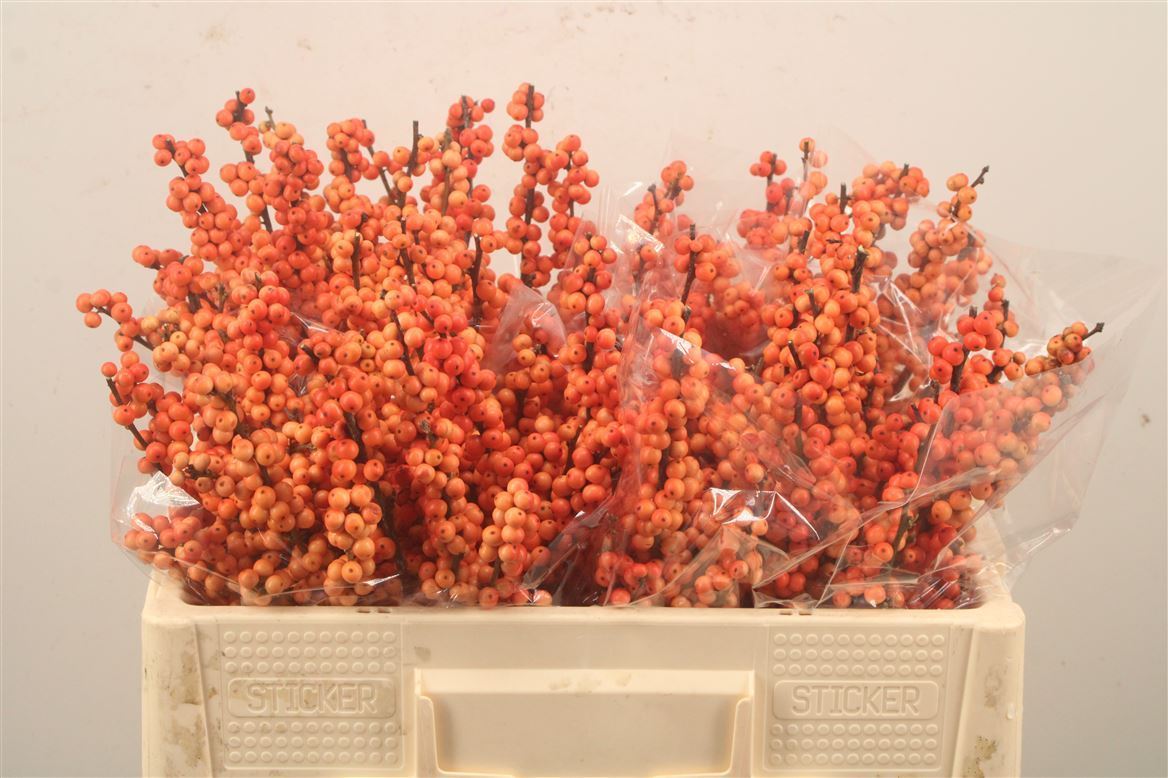 Ilex Verticillata Winter Gold 50cm