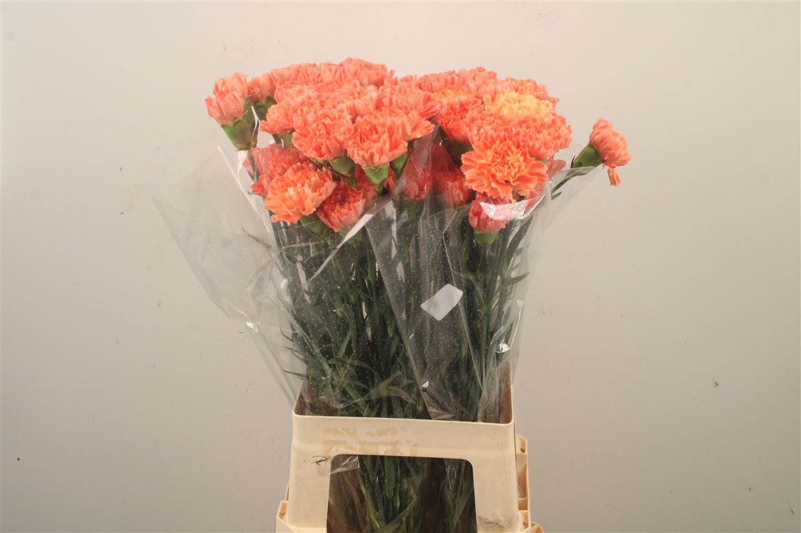 Dianthus Single Hermes Orange 70cm