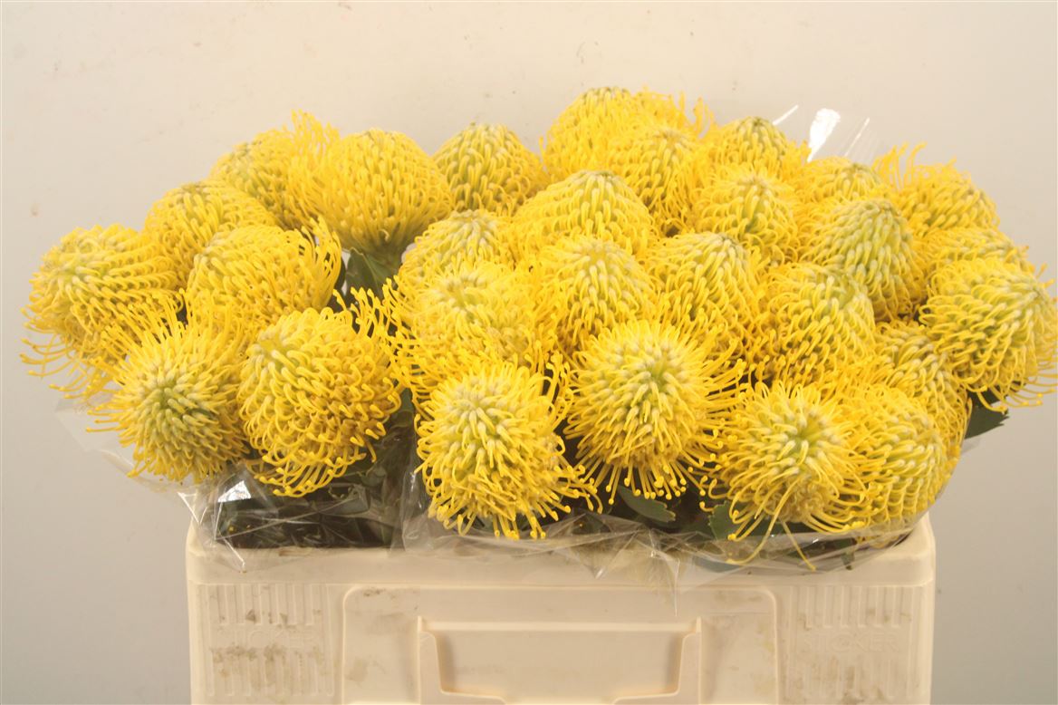 Leucospermum Ayoba Yellow 50cm
