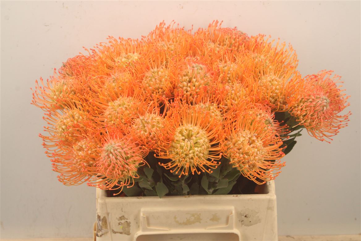 Leucospermum Queen Juliana 40cm