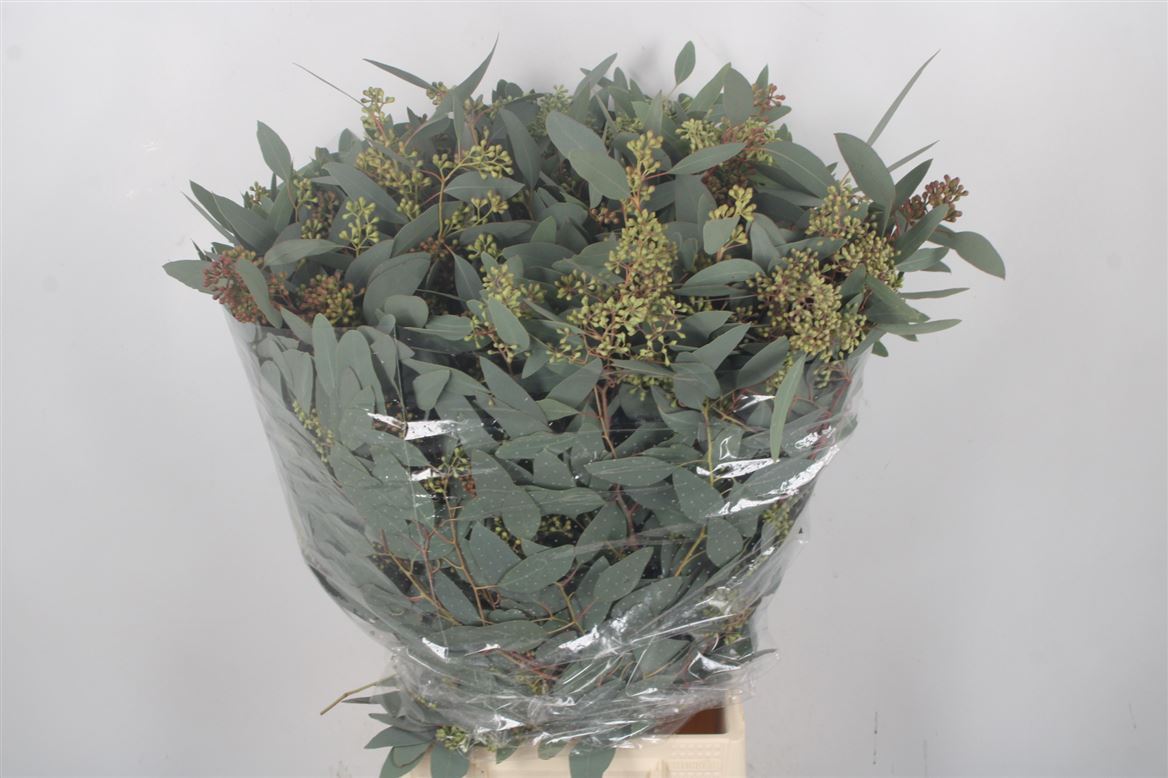 Eucalyptus Populus With Berry Per Bunch 70cm 300gr.
