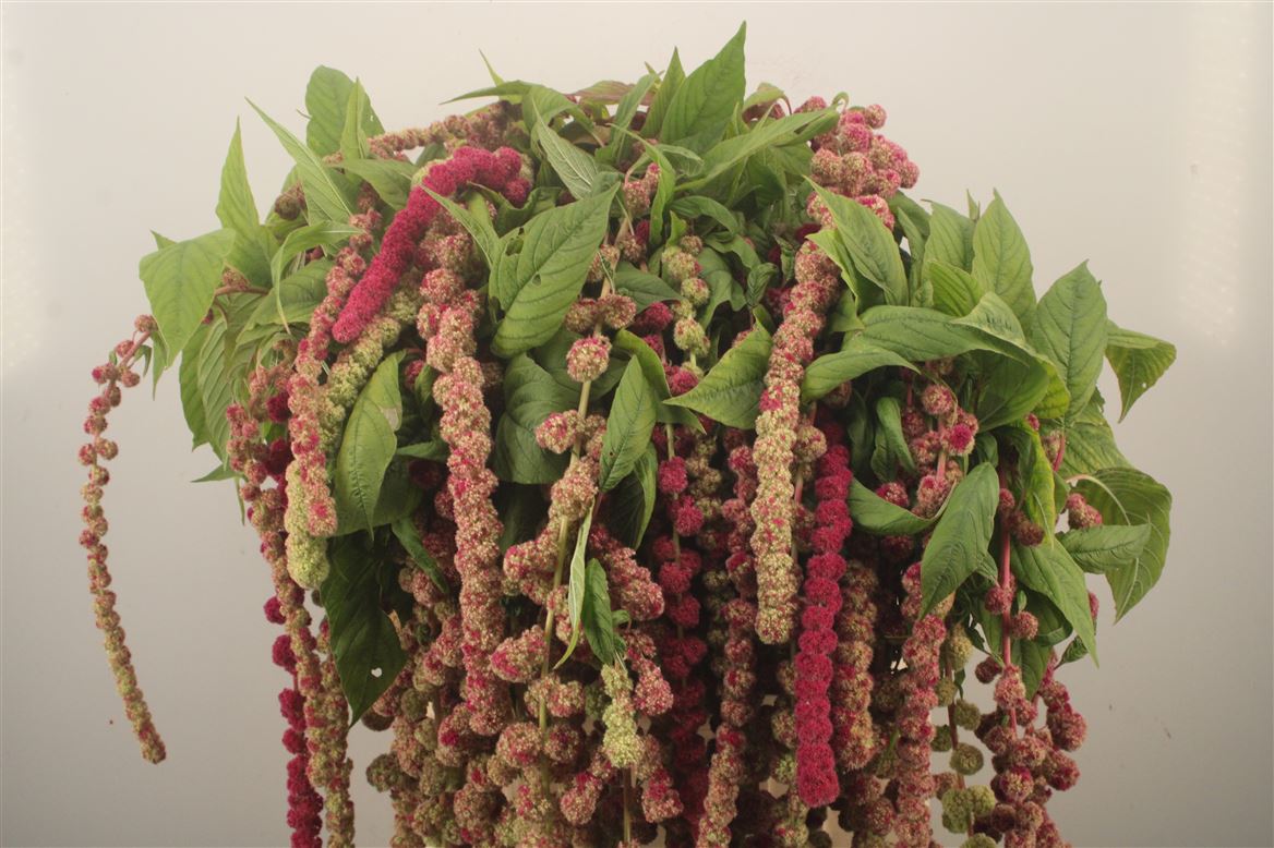 Amaranthus Caudatus Mira 75cm