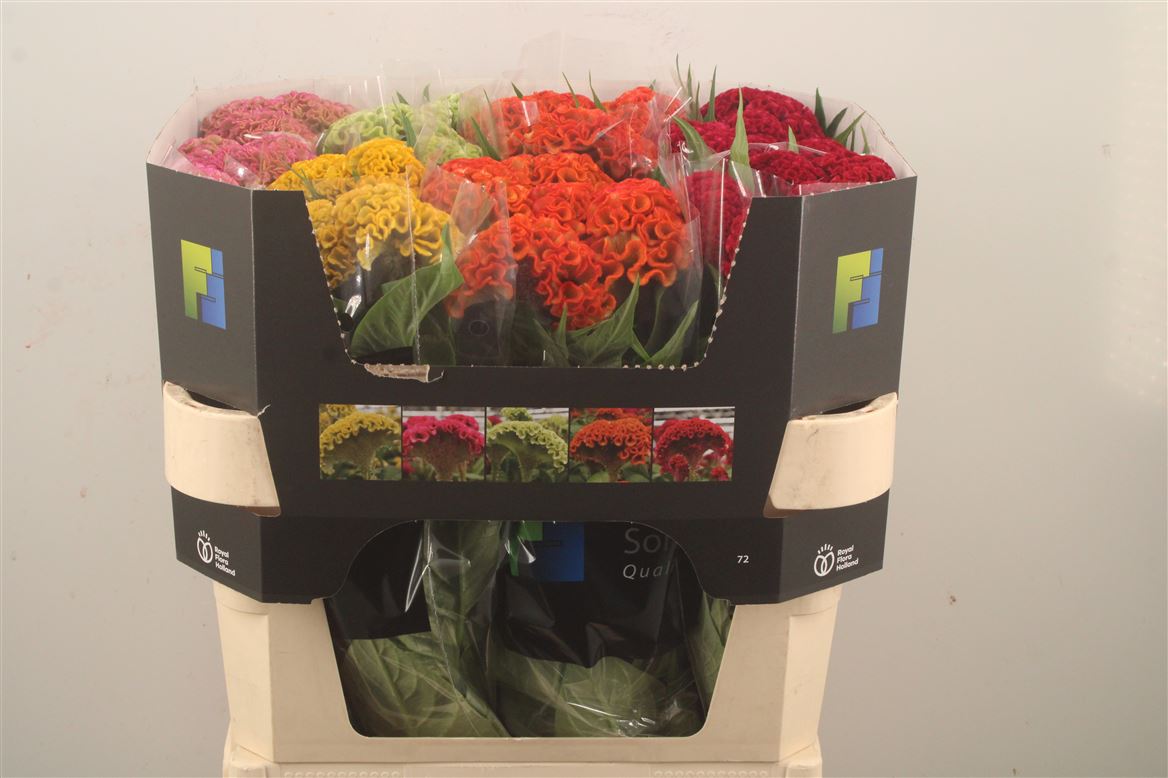 Celosia Reprise Mix 72cm
