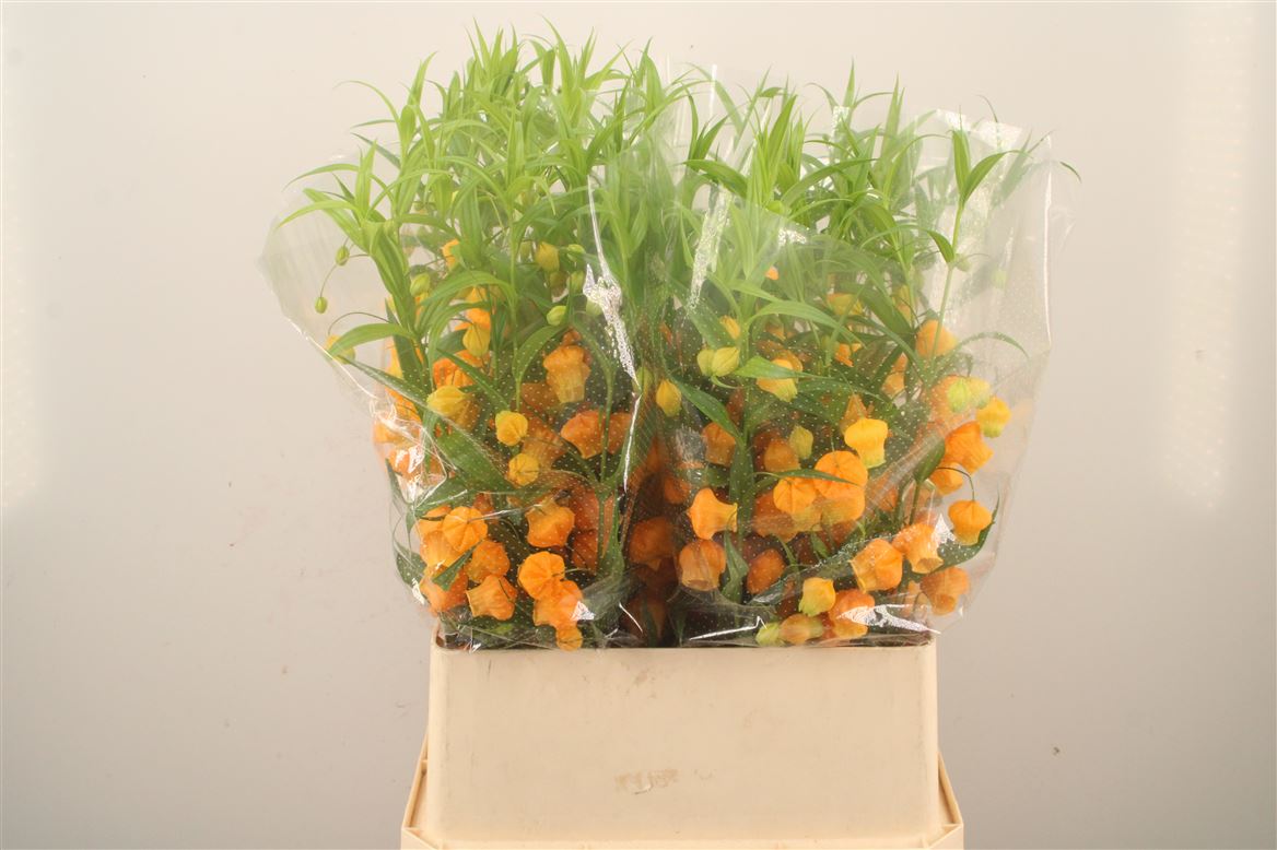Sandersonia Aurantiaca 90cm