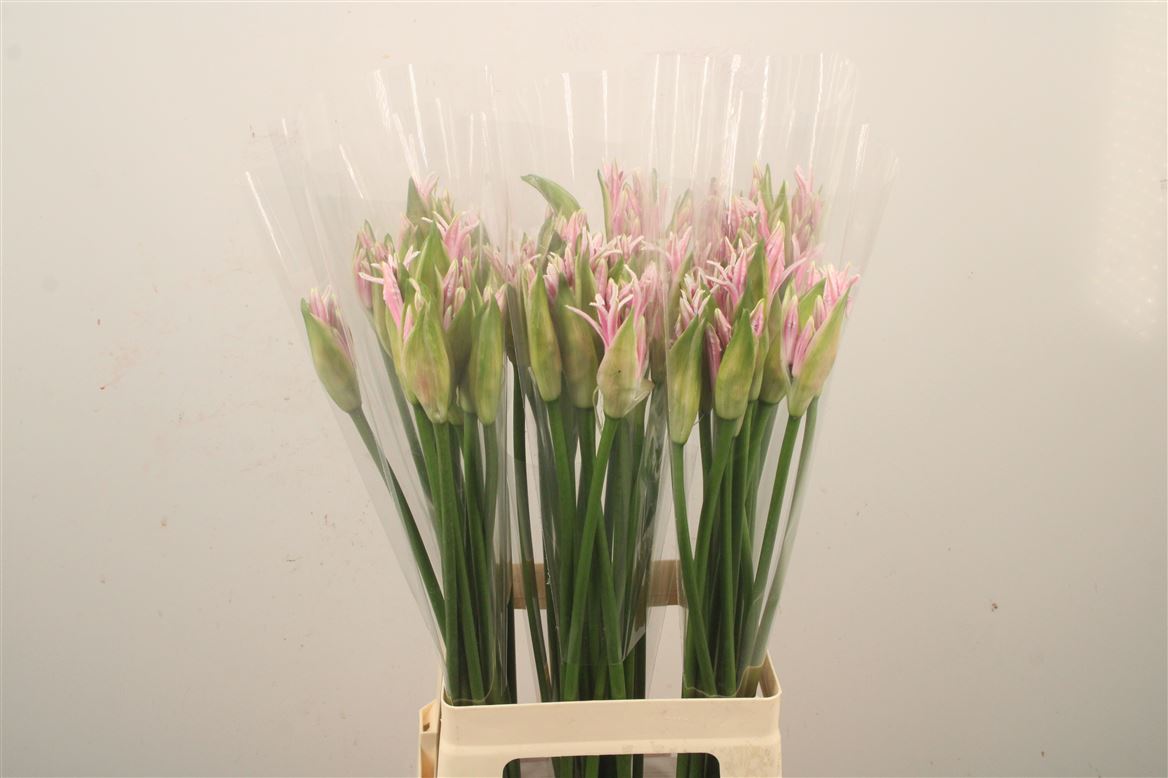 Nerine Berenice 70cm