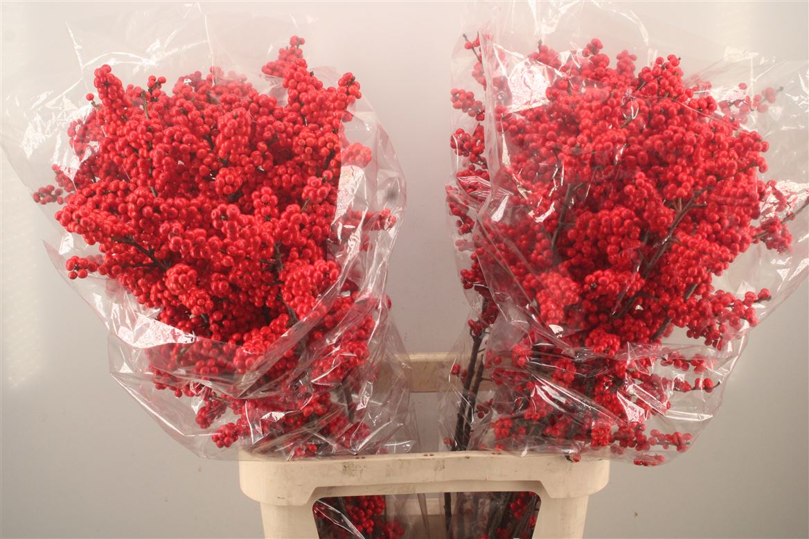 Ilex Magical Supreme Red 100cm