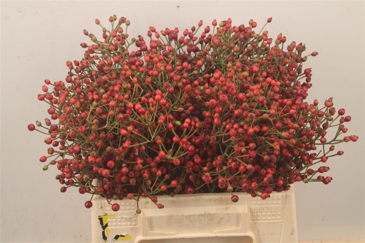 Rosa Plenty 40cm