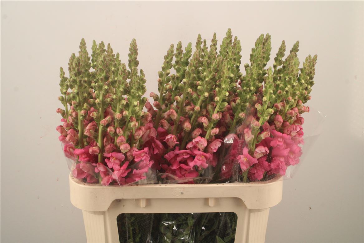 Antirrhinum Avignon Rose 75cm