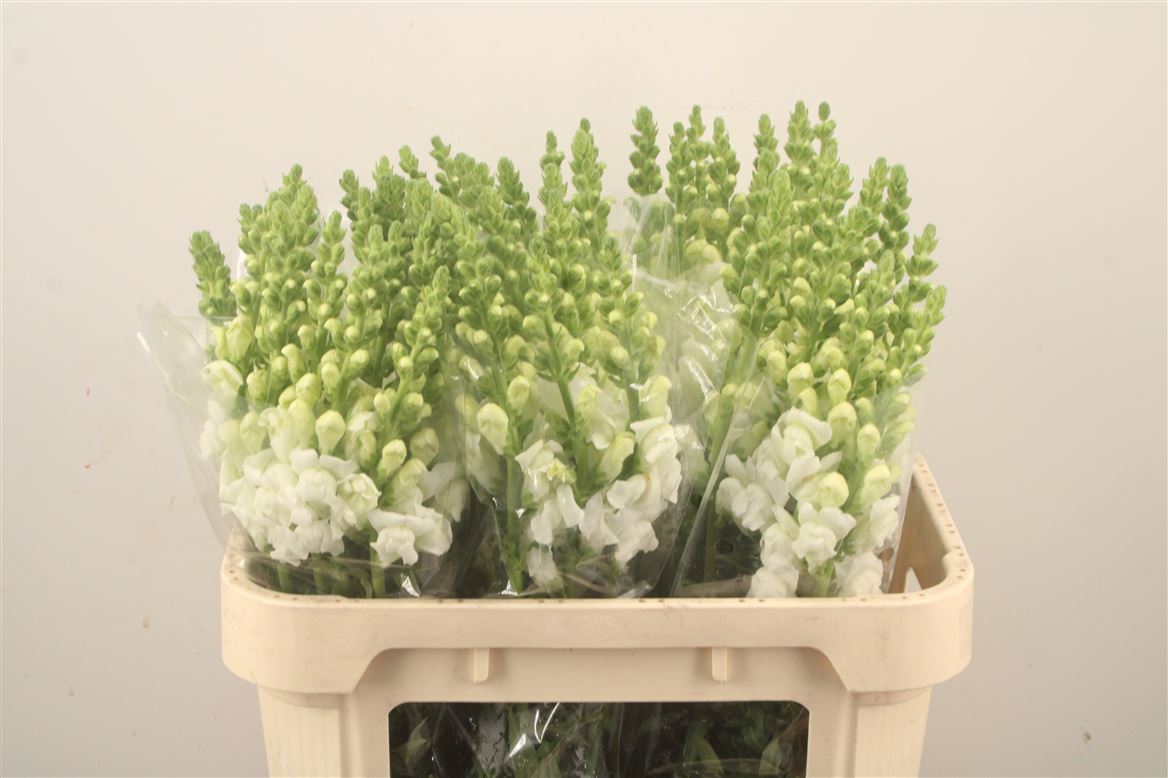 Antirrhinum Opus White 75cm