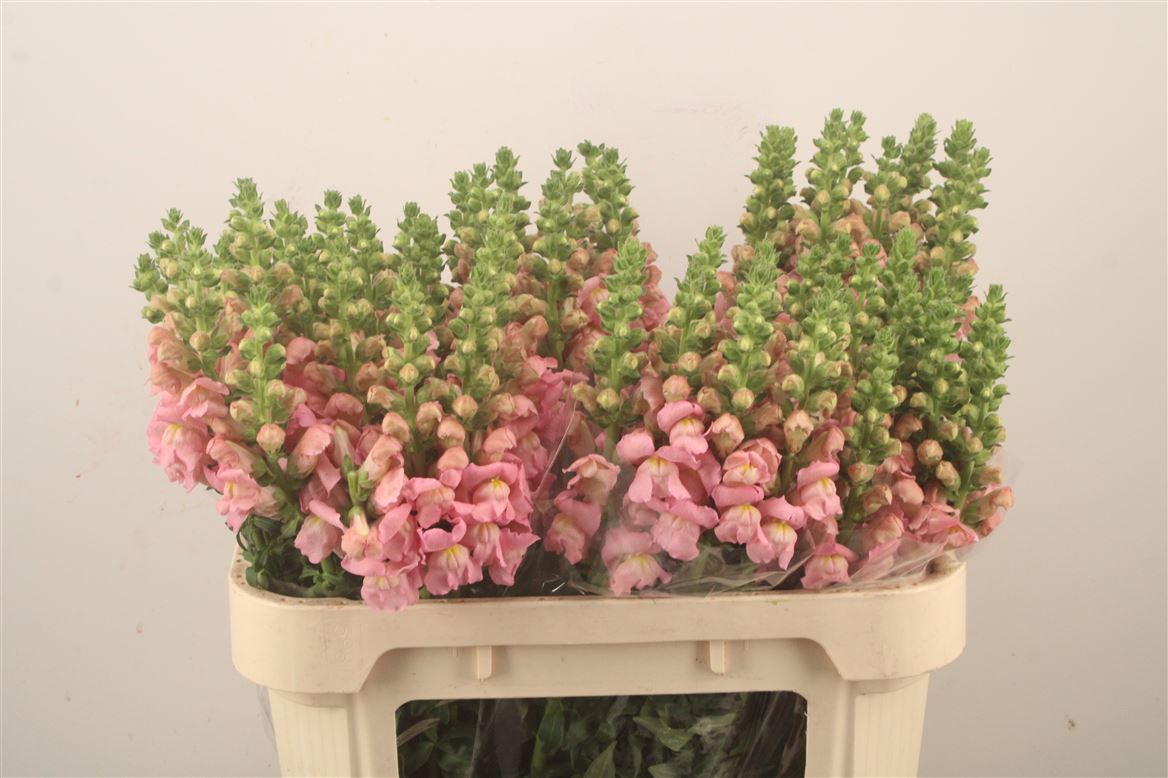 Antirrhinum Opus Pink 75cm