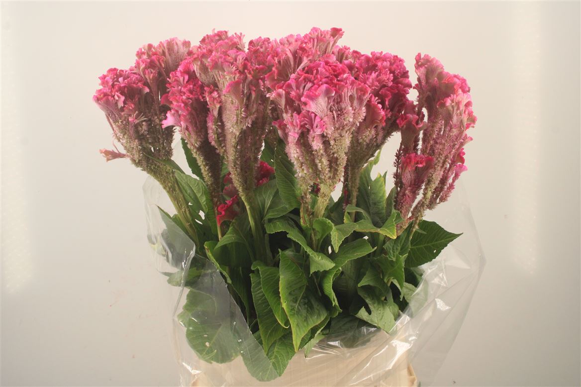 Celosia Turbo Rose 100cm