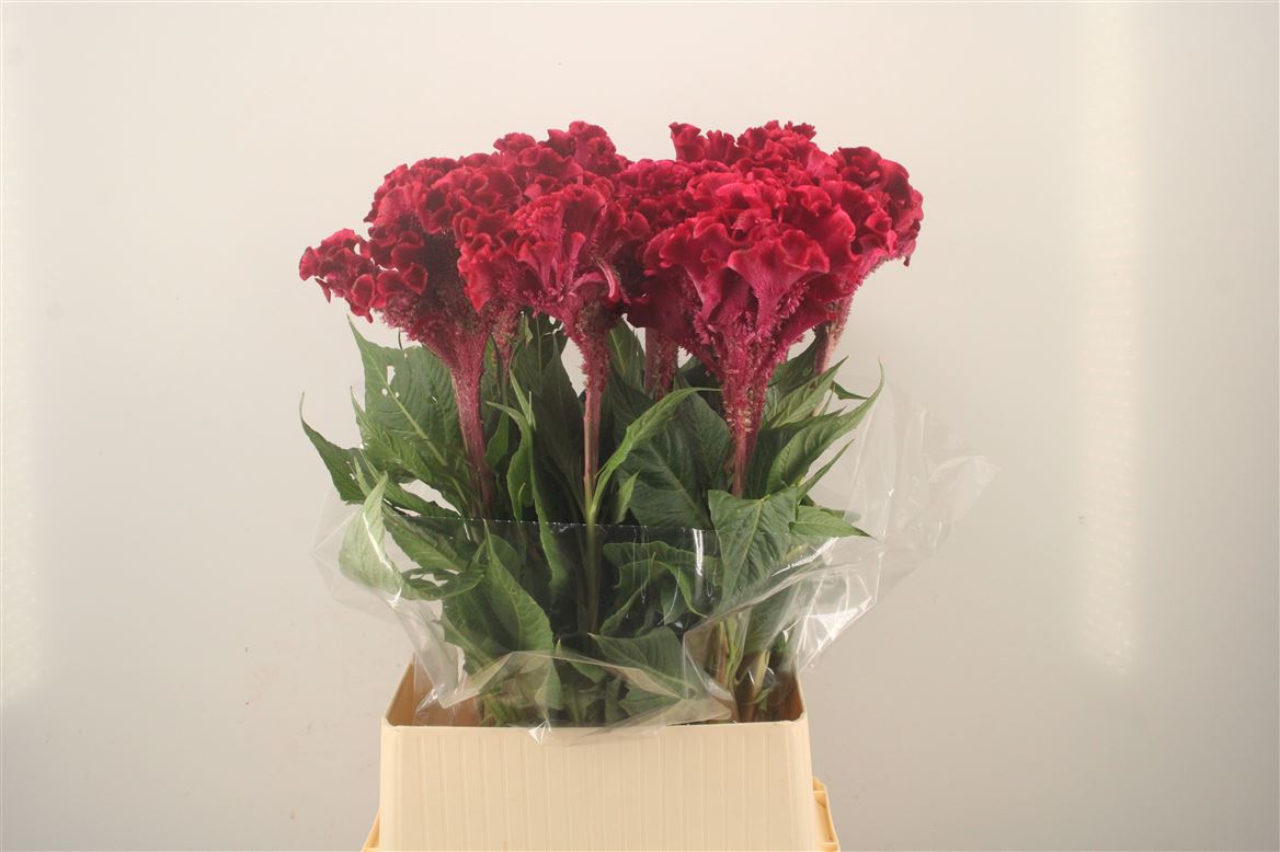 Celosia Turbo Royal Violet 100cm