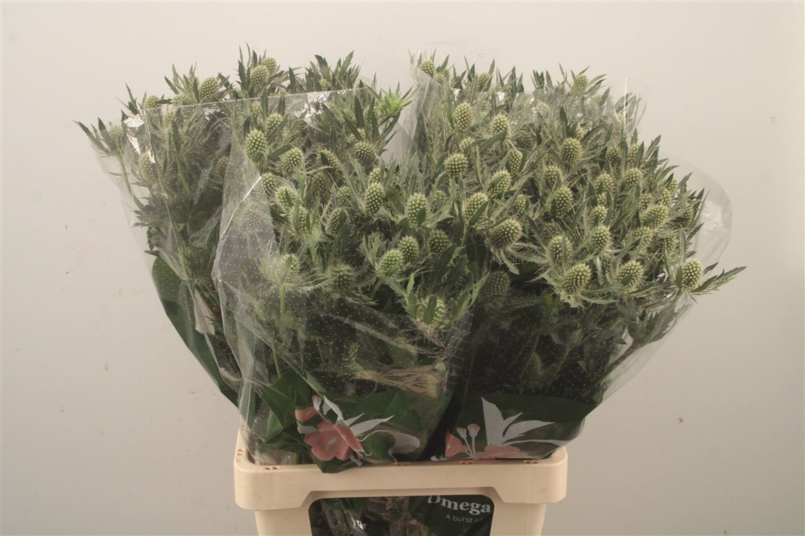 Eryngium Magical White Lagoon 70cm