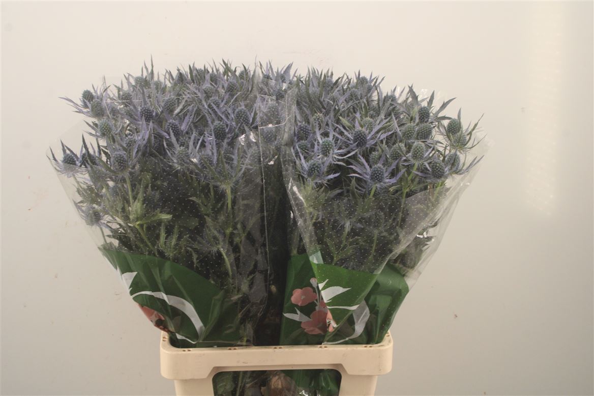 Eryngium Magical Purple Lagoon 70cm