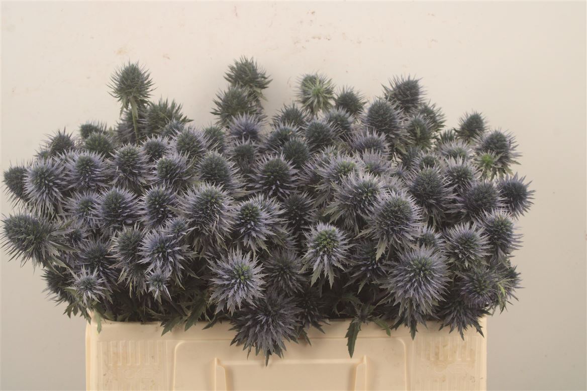 Eryngium Alpinum Scorpius Questar 50cm