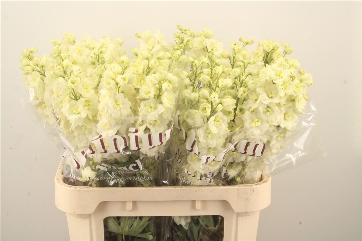 Delphinium Double Dewi Dutch Gold 80cm