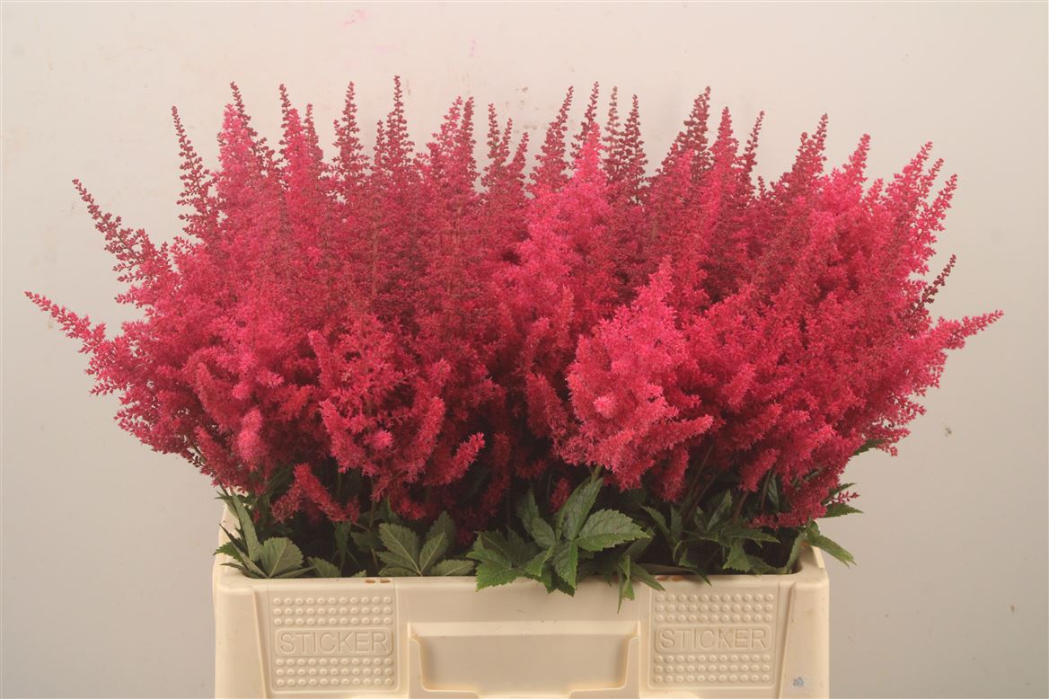 Astilbe Else Schluck 60cm