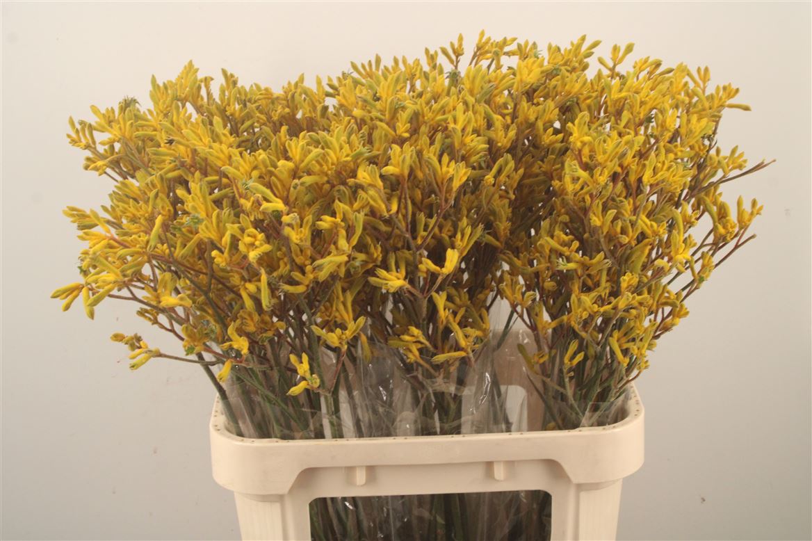 Anigozanthos Yindi 80cm