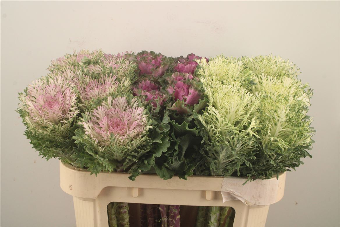 Brassica Mix 70cm