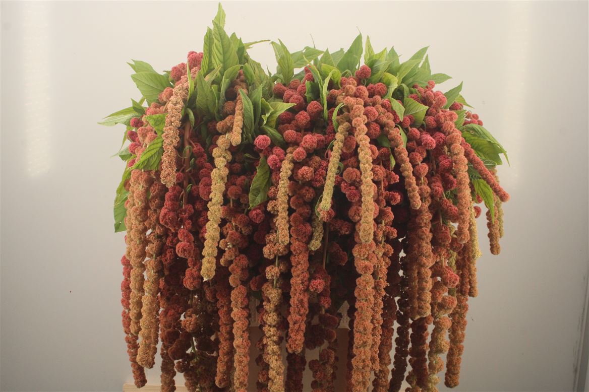 Amaranthus Caudatus Coral Fountain 75cm