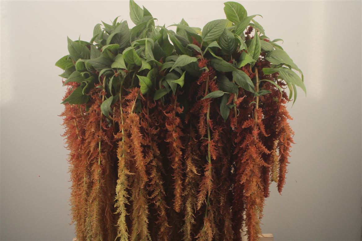 Amaranthus Caudatus Brown Spider 80cm