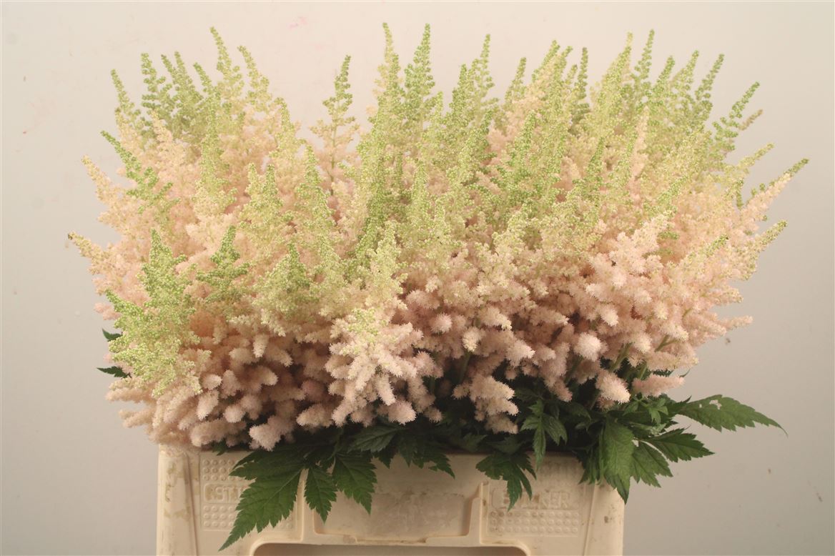 Astilbe Vision Inferno 65cm