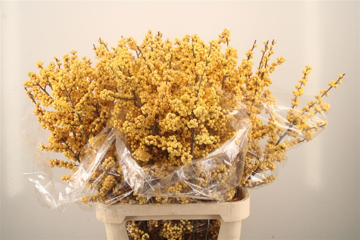 Ilex Verticillata Magical Citronella 100cm