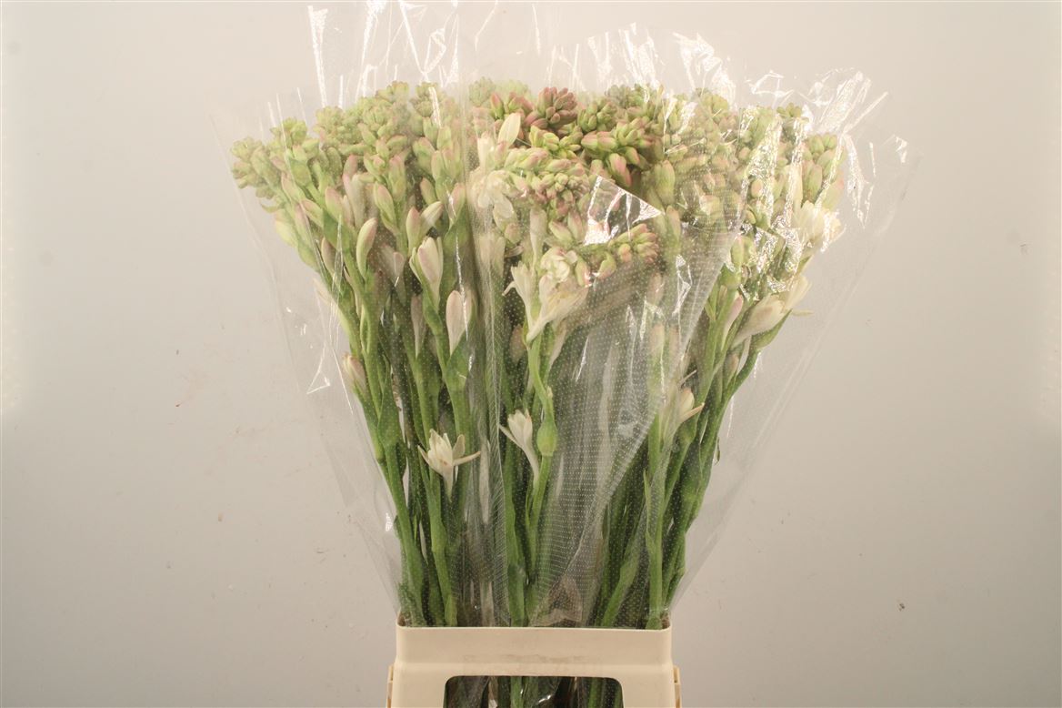 Polianthes Tuberosa 80cm