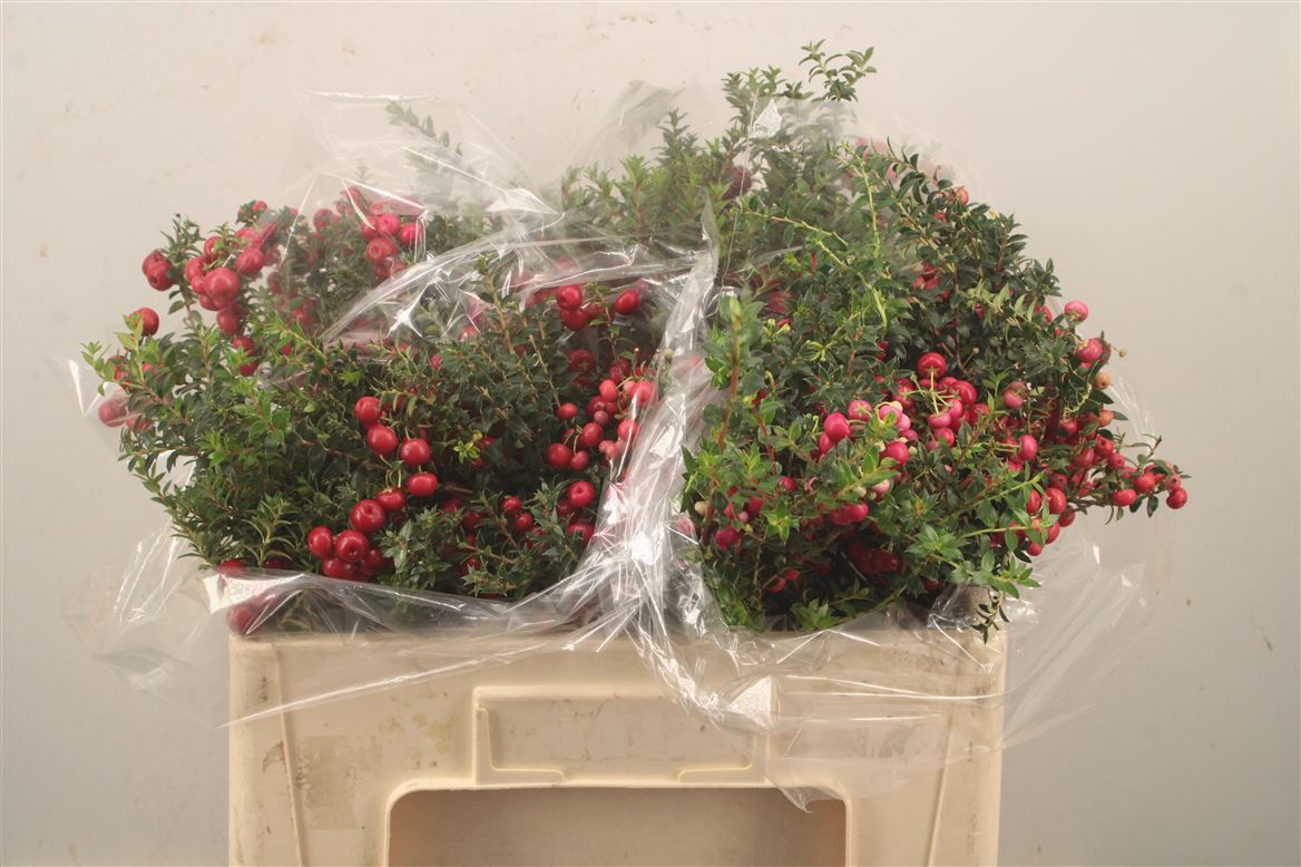 Gaultheria Mucronata 50cm