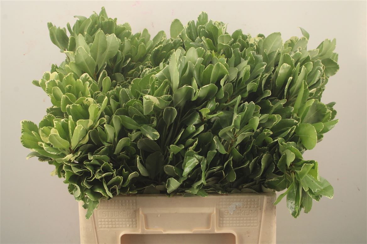 Pittosporum Tobira Ilan 60cm