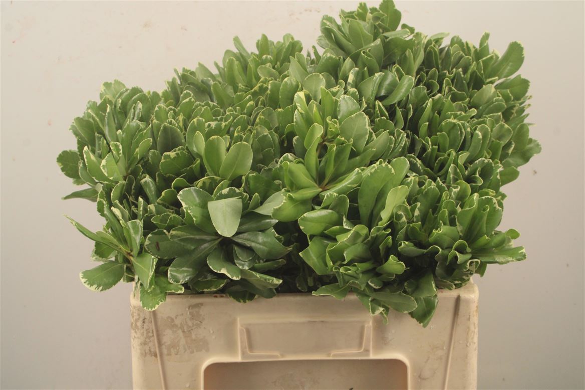 Pittosporum Tobira Ilan 50cm