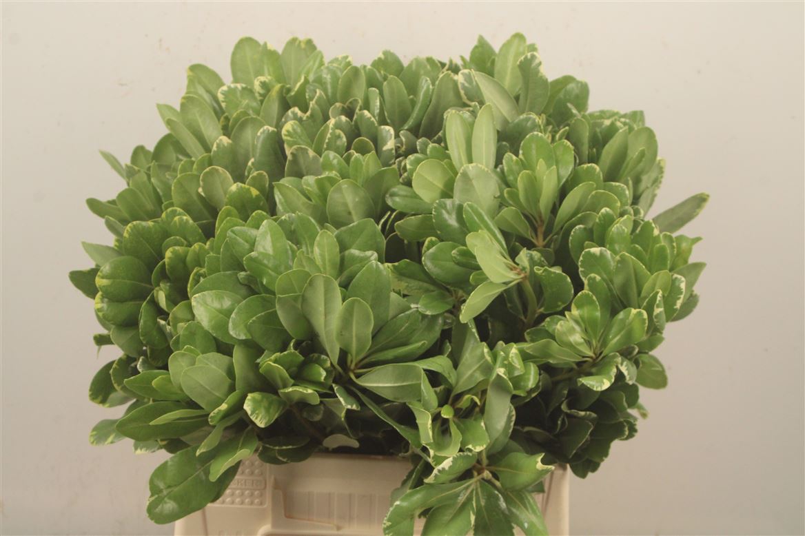 Pittosporum Tobira Ilan 40cm