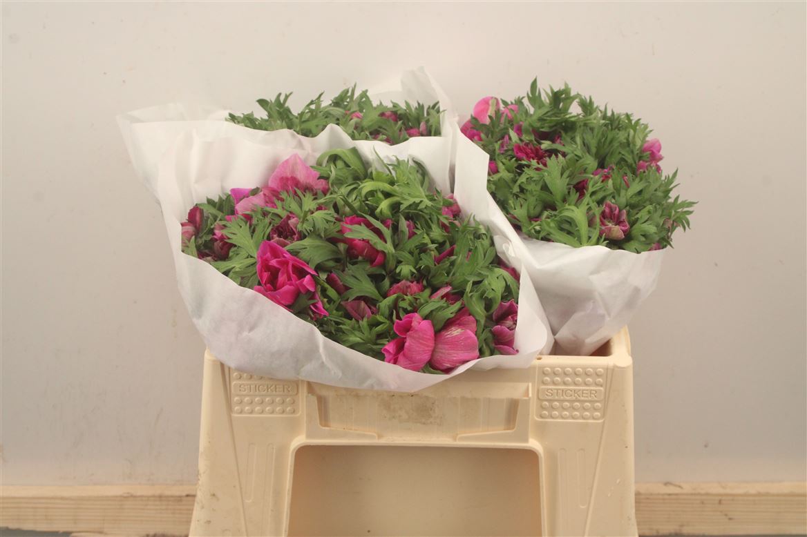 Anemone Coronaria Mistral Plus Fucsia 35cm