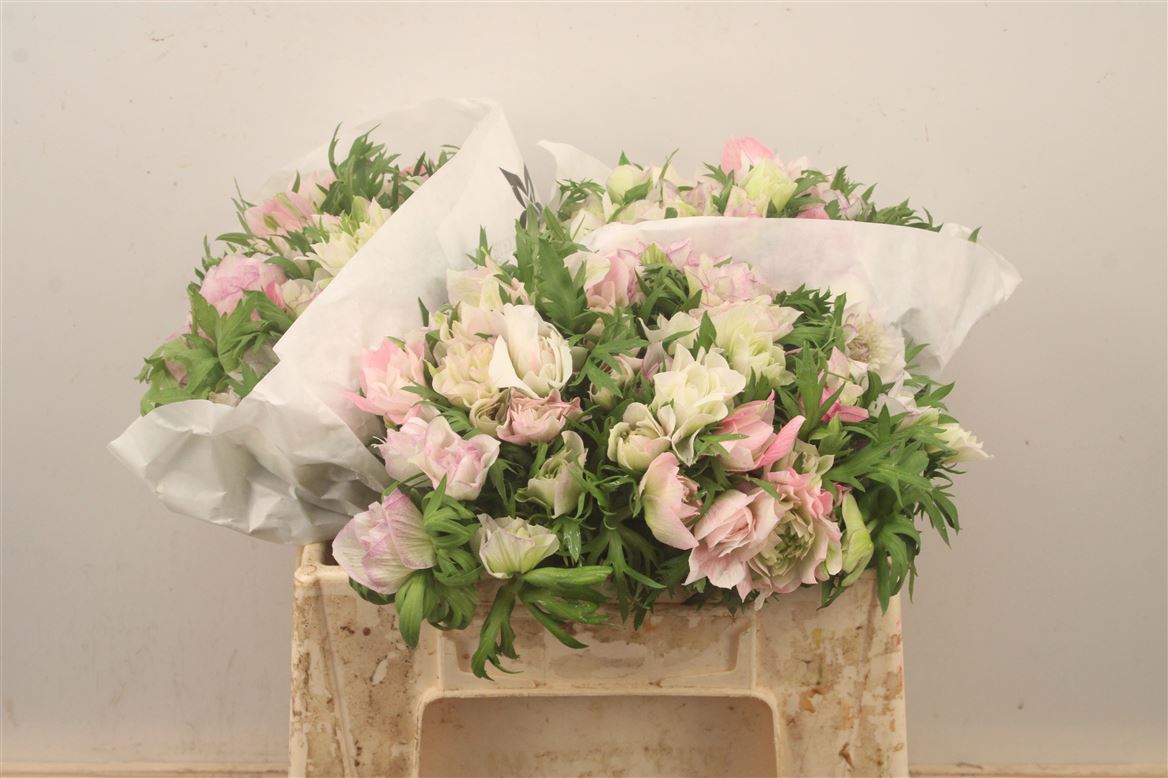 Anemone Coronaria Mistral Plus Light Pink 35cm