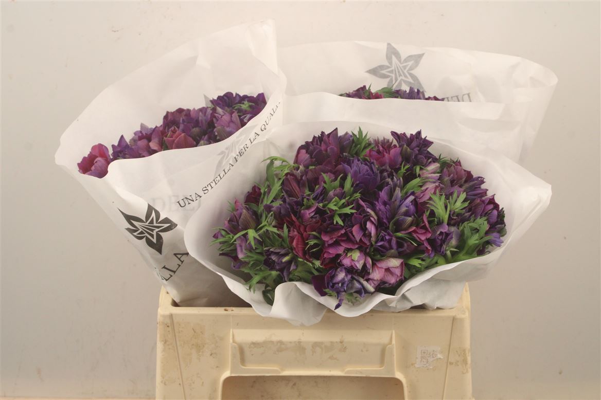 Anemone Coronaria Mistral Plus Wine 35cm
