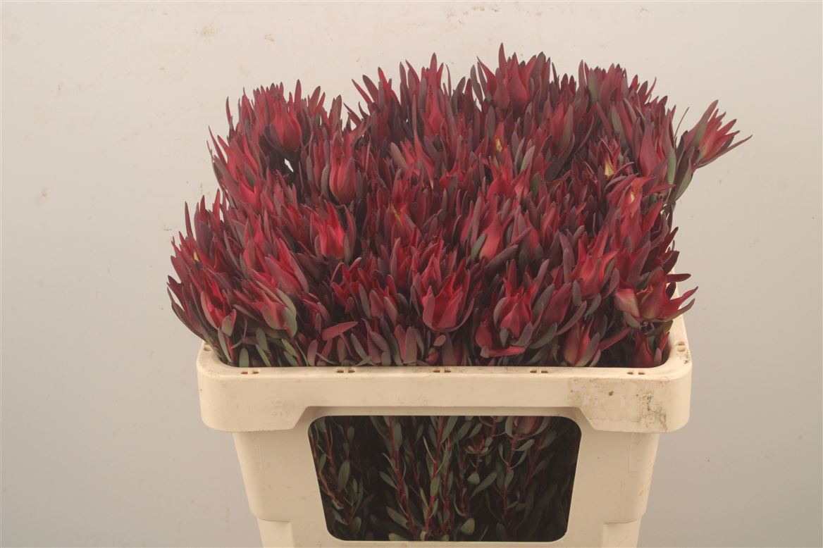 Leucadendron Salignum Blush 50cm