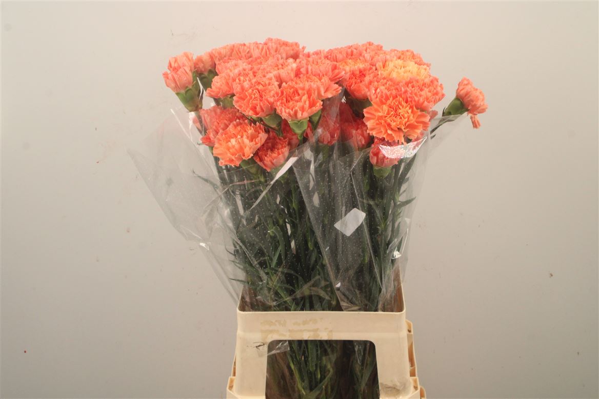 Dianthus Single Hermes Orange 70cm