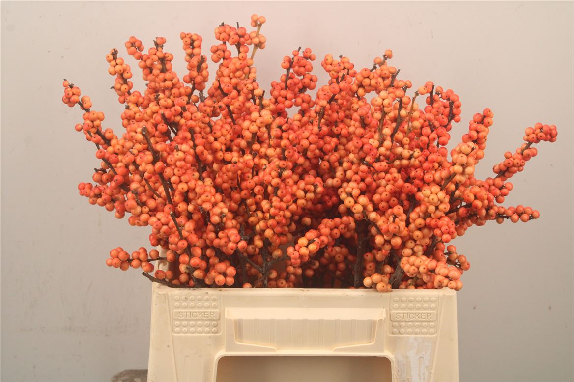 Ilex Verticillata Winter Gold 40cm