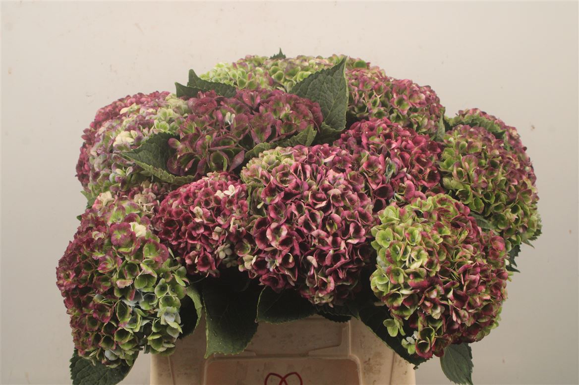 Hydrangea Revolution Classic 40cm 9-11cm Hd