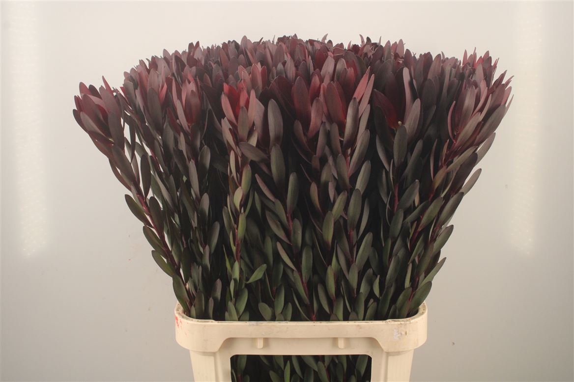 Leucadendron Safari Sunset 90cm