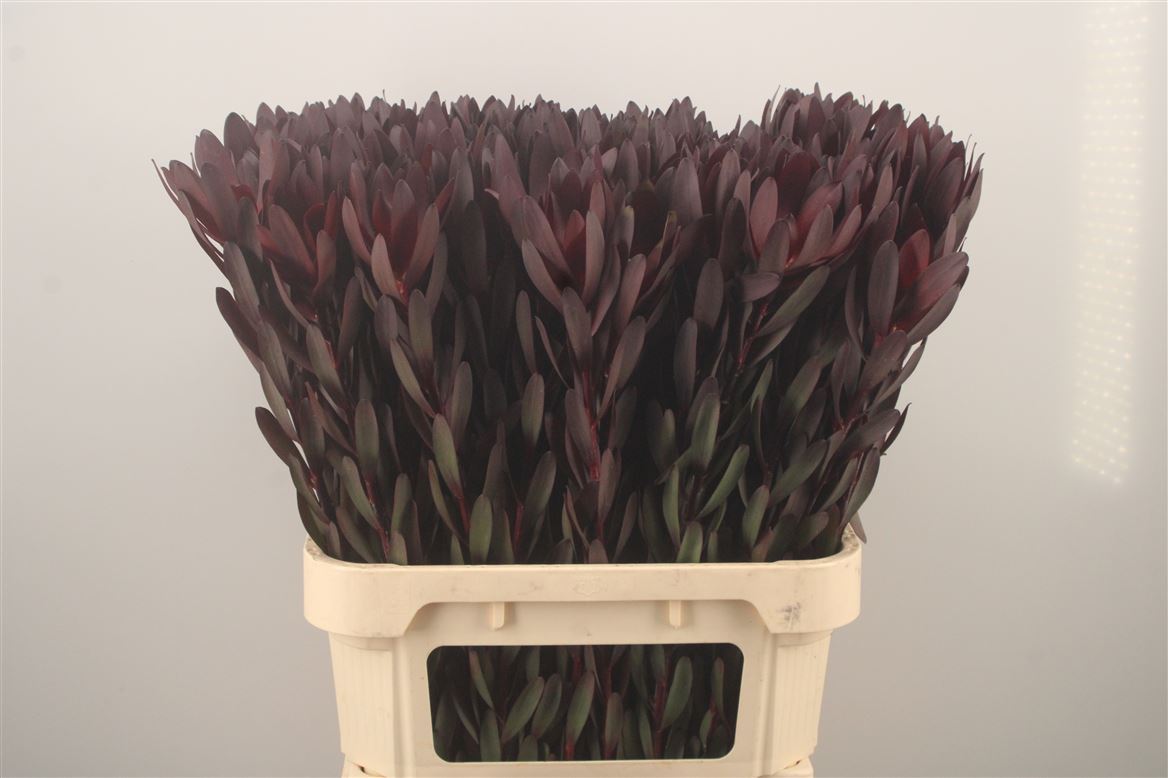 Leucadendron Safari Sunset 80cm