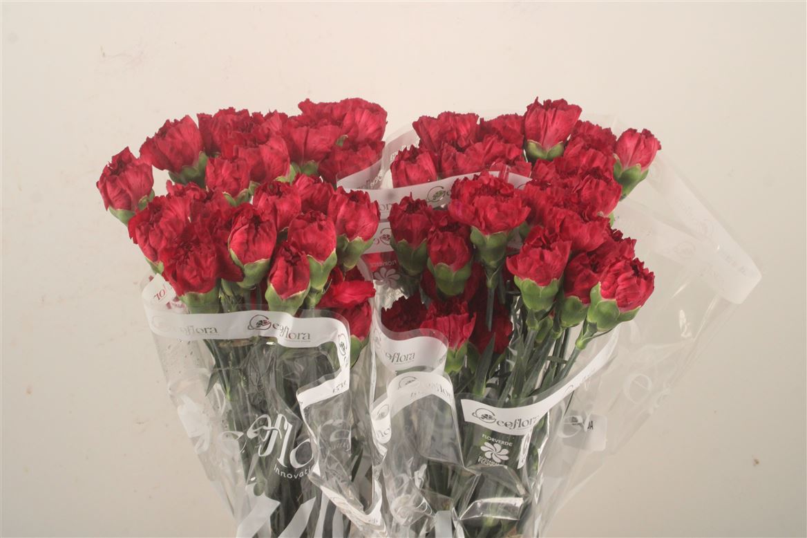 Dianthus Single Grace 70cm