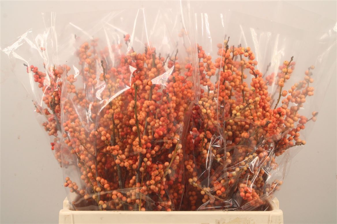 Ilex Verticillata Magical Daydream 60cm